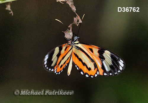 Isabella Longwing (Eueides isabella dianasa)
